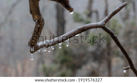 A mountain laurel coated in ice during the 2021 ice storm in North Carolina.