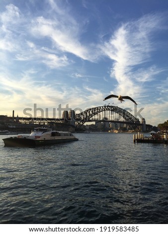 Seagulls and Sydney Harbour Bridge.