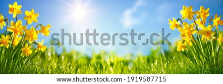 Yellow daffodils flower bed.nature background Royalty-Free Stock Photo #1919587715