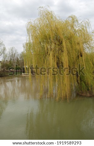 large weeping willow over a river