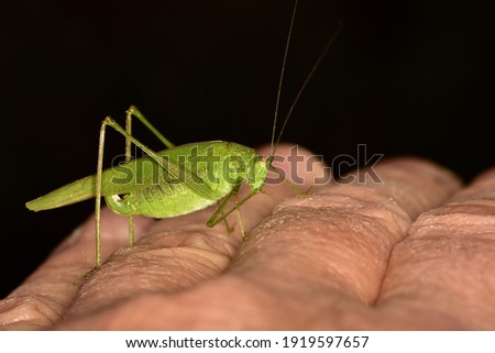 Macro photograph of isolated specimen of Sickle-bearing bush-cricket (Phaneroptera falcata) while standing on finger on natural background.
