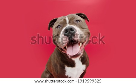 Portrait happy smiling american bully dog. Isolated on red background.