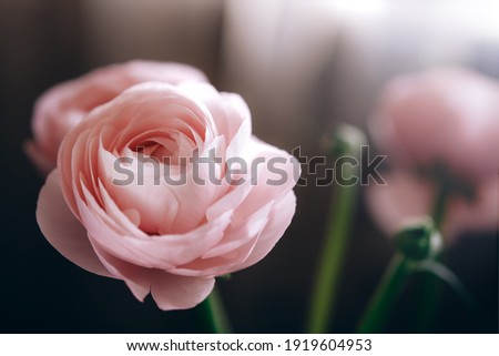 Ranunculus pink flowers close-up background Royalty-Free Stock Photo #1919604953