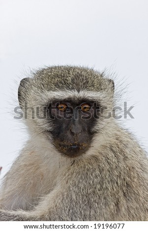 Vervet monkey; Cercopithecus Aethiops; South Africa