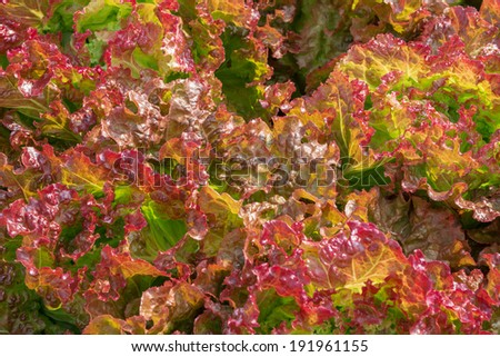 fresh  lettuce leaves background