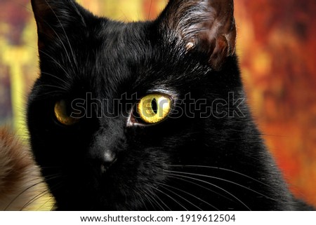 Close-up of a black cat with yellow eyes. Cat studio picture