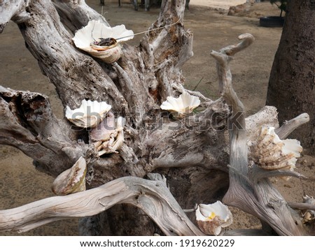 seashells on decorative dry log