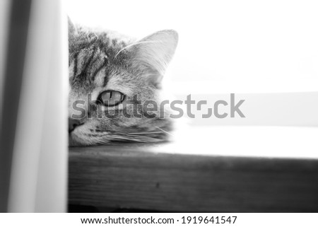 Lazy funny lovely fluffy cat lying near the window. Gray tabby cute kitten with beautiful eyes sleeping on window sill. Sunny day. Black and white photo.