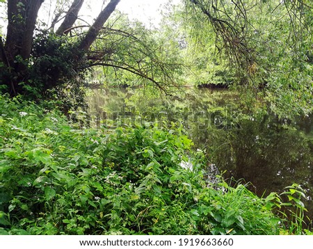 green trees at the river in summer