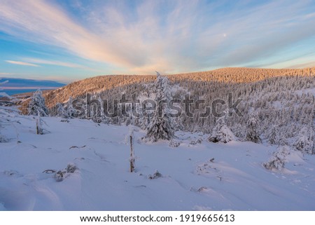 Winter fir and pine forest covered with snow after strong snowfall in jeseniky czech Mountain winter forest