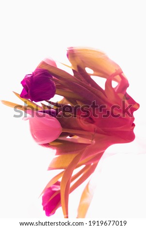 Double exposure photography of beautiful woman and flowers. Pink and purple portrait of a beautiful girl on a background of tulip flowers