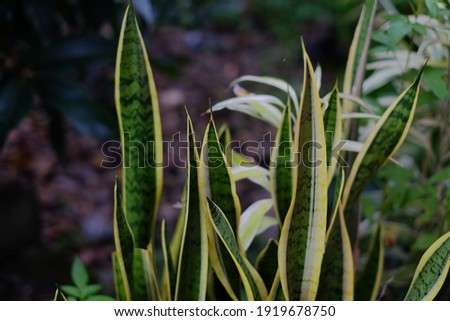 sansevieria trifasciata - viper's bowstring hemp - mother- in- laws tounge - snake plant - air purifying plants