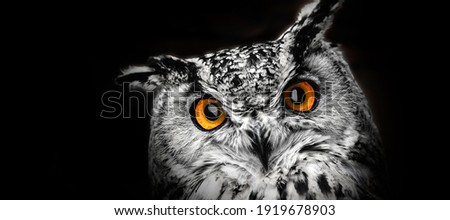 A close look of the eyes of a horned owl on a dark background.