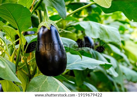 Eggplant plant growing in Community garden. Aubergine eggplant plants in plantation.  Aubergine vegetables harvest. Eggplant fruit and green leaves Royalty-Free Stock Photo #1919679422