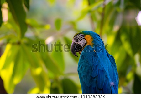 Macaw parrots bird in forest close up