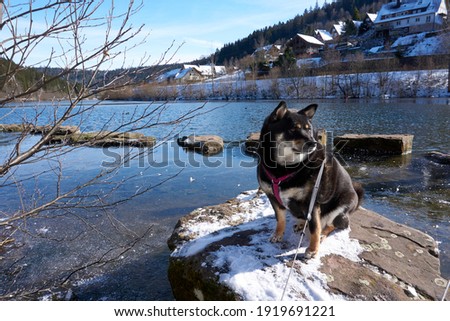 black and tan shiba inu in front of a frozen lake under a blue sky