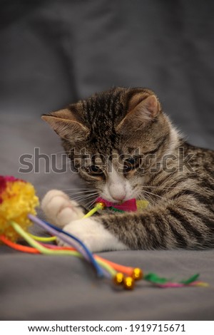cute playful striped with white short-haired cat on a gray background