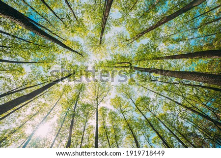 Looking Up In Beautiful Pine Deciduous Forest Trees Woods Canopy. Bottom View Wide Angle Background. Greenwood Forest. Trunks And Branches With Fresh Spring Lush. Royalty-Free Stock Photo #1919718449