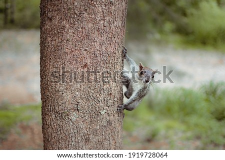 Squirrel hanging from a tree looking for food
