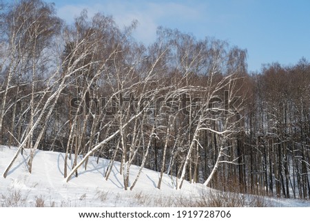 Birch grove on a snow-covered hillside against a blue sky, background