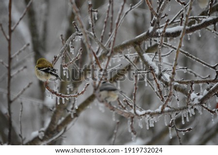 American goldfinch perched on an ice covered peach tree limb