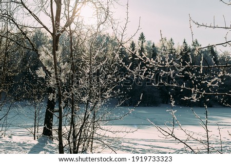 Beautiful winter forest in frosty weather. Winter forest landscape. Through the field to the winter forest.
