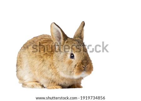 gray rabbit isolated on white background