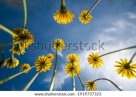 Creative Photography Of Flowers In The Field. View From Below. Spring Concept.