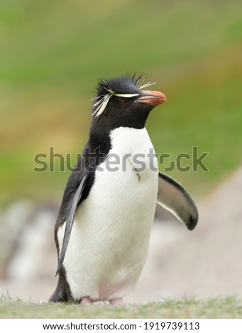 Close up of a Southern rockhopper penguin (Eudyptes chrysocome) in Saunders, Falkland Islands.