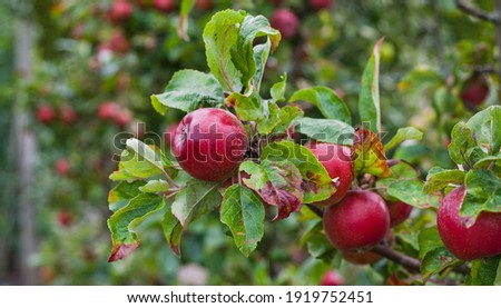 Red apple variety on the fruiting tree - malus Domestica gala in the permaculture forest garden. Small fruits on the lush green trees, fruit ready to harvest. Royalty-Free Stock Photo #1919752451
