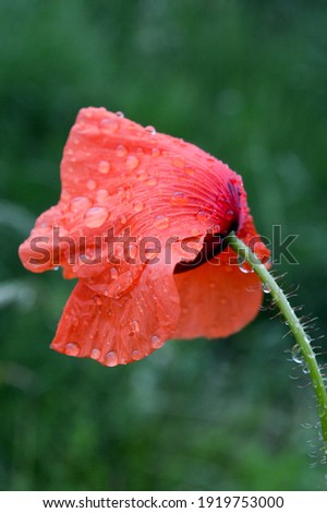 red poppy in the rain