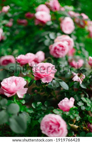 Pink rose bush in the garden. Summer rose blossoms among the fresh emerald greenery. 