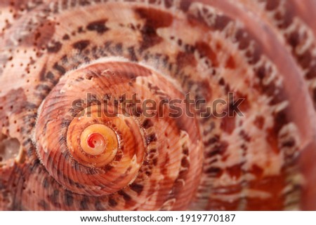 white with brown spots seashell with spiral, macro, close-up, isolate on a white background