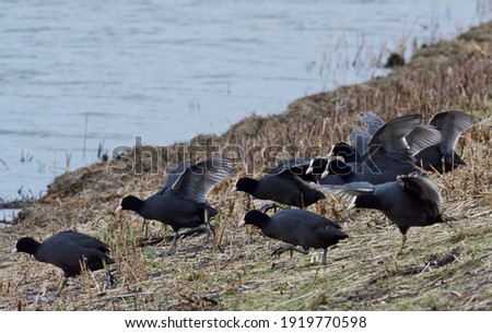 Eurasian Coots (Fulica atra) flee to the safe water. 