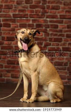 brown mongrel happy dog in studio close up