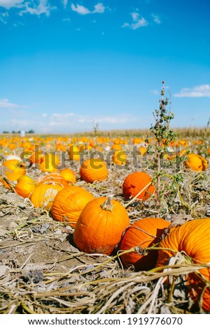 A pile of pumpkins at the pumpkin patch. Field of orange and white pumpkins during the harvest season.