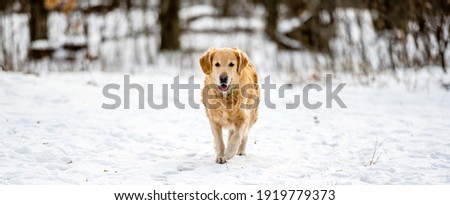 Golden retriever dog running in the snow. Dog in the winter landscape
