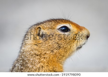 Arctic Ground Squirrels are common in Denali National Park and can often be heard letting out a loud squeal.