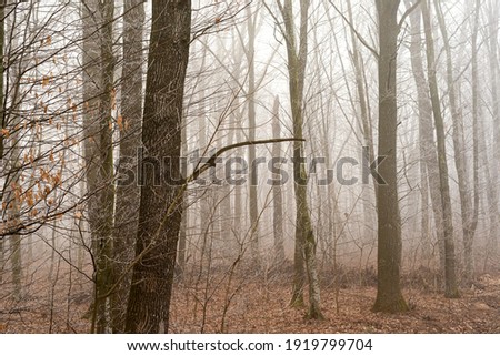 Foggy morning in the forest with trees without leaves and shrubs