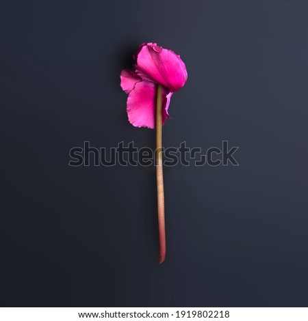 Lonely flower of pink cyclamen isolated on black background