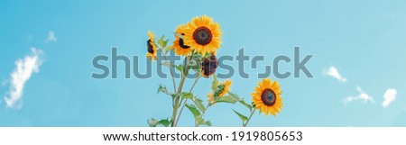 Cute beautiful yellow sunflower heads against blue sky outdoors. Flower heads growing on stems with leaves. Natural eco rustic countryside background. Web banner header.