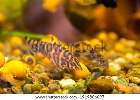 Аquarium fish, Botia almorhae, selective focus