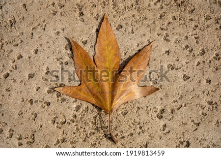 A single dry maple tree leaf on the ground.