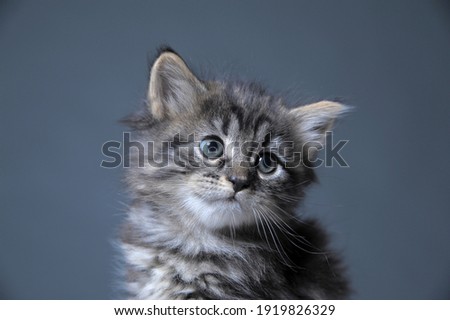 Adorable 5 week old Black silver tabby Maine Coon cat kitten