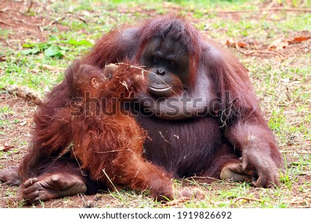 Orangutans with their children, orang utan family, orangutans closeup