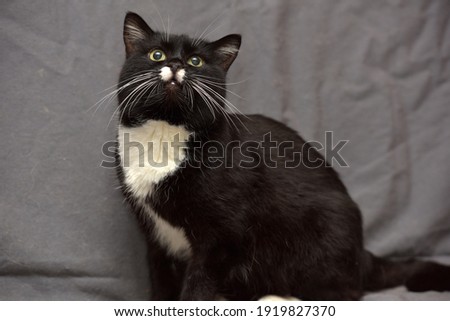 black and white cat with a white mustache