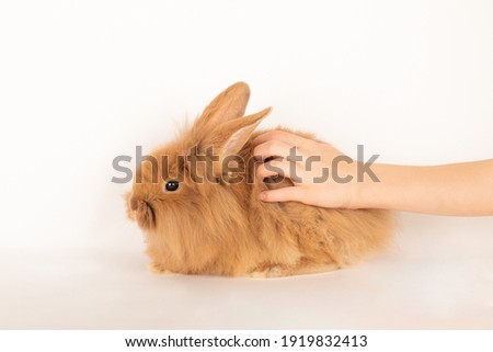Baby hand stroking a rabbit