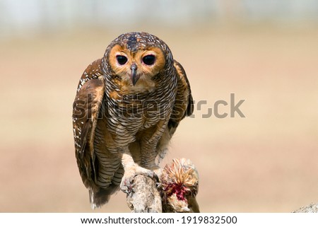 Owls catch prey for small chickens, animal closeup, Owls in hunt