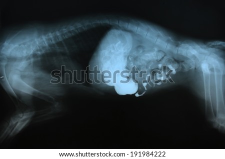 x ray picture of wild animal skeleton
