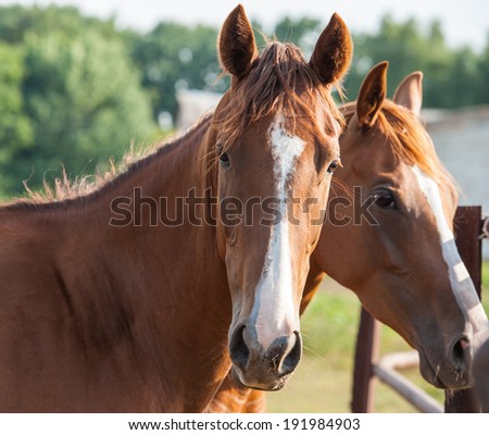 British horse portrait on background of trees on the farm, closeup